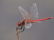 Red Dragonfly