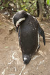Photo: South African penguin South African penguin