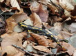 Feuersalamander im Nationalpark Kellerwald