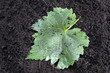 Foto: vine leaf vine leaf
