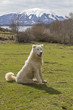 Maremmen-Abruzzen-Schäferhund