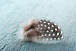 Brown white spotted pheasant feather