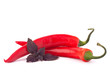Hot red chili or chilli pepper and basil leaves still life