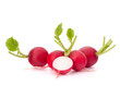 Small garden radish