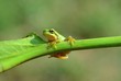 european tree frog, Hyla intermedia