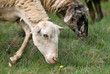 sheep grazing