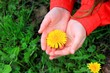 fiore nelle mani