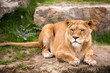 Lioness