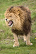 Growling Lion