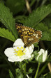 Photo: Hamearis lucina / The Duke of Burgundy butterfly Hamearis lucina / The Duke of Burgundy butterfly