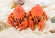 Two red lobsters on a sandy beach