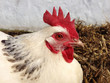 Close up of a white sussex hen