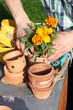 Gärtner pflanzt auf Pflanztisch Tagetes und andere