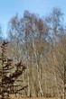 Foto: Peupliers dans une forêt Peupliers dans une forêt