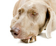 Dog lying