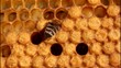 Work bees in the hive