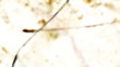 Blurred Spots Film Texture