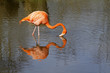 Foto: Flamingo im Wasser Flamingo im Wasser