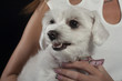 Maltese dog
