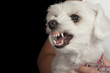 Maltese puppy