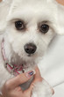 Maltese puppy