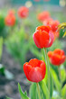 Photo: Red tulips in the garden Red tulips in the garden