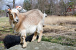 Young goat on a rock