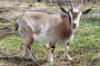 Portrait of young goat