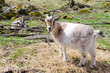 Young goat on spring field