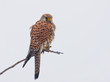 Photo: Turmfalke Turmfalke