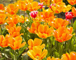 Orange tulips