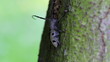 Long-horned beetle (Morimus funereus - Near Threatened Species)