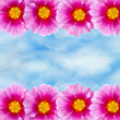 Foto: Hintergrund - Blumen Hintergrund - Blumen