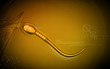 Sperm