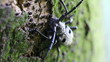 Long-horned beetle (Morimus funereus - Near Threatened Species)