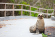 Sea Lion