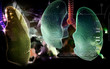 Human lungs