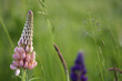 blühende Lupinen