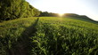 Grass on a wood meadow. Landscape (w/fisheye)...