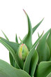 Photo: tulip bulbs tulip bulbs