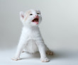 little kitten meowing plaintively