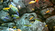 tropical Fish on a coral reef