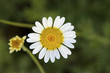 blühende und abgeblühte Margerite