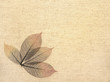 Leaves on canvas texture