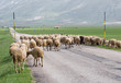 sheep grazing
