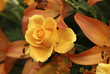 Blühende Rosen und Lilien