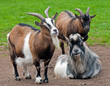 Foto: Ziegen 2 Ziegen 2