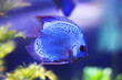 Discus fish