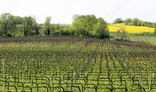 Photo: vigneto vigneto