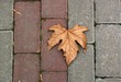 Leaf